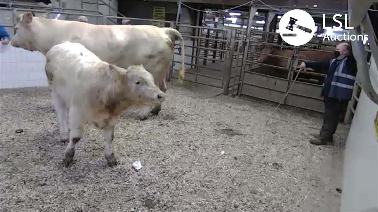 LSL Auctions - Great Charolais Cross outfit sold at Ballinasloe for €2530 online via LSLAuctions.com