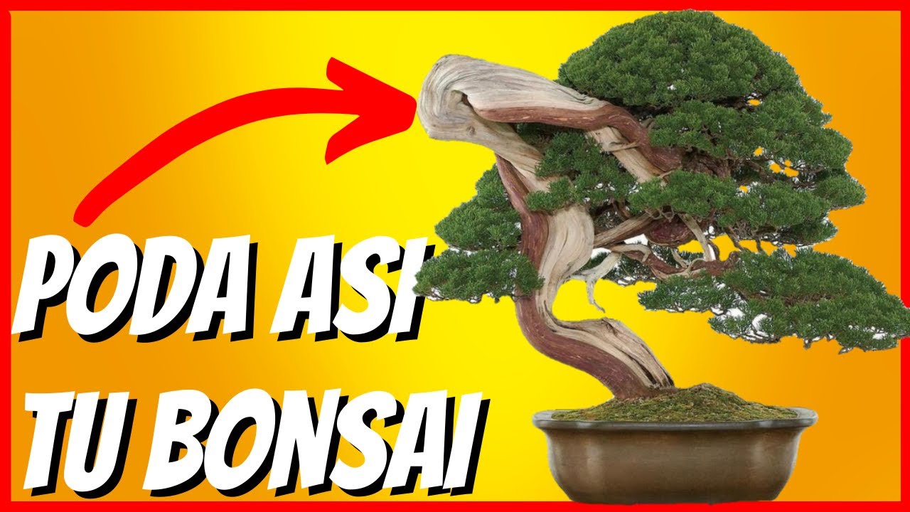 COMO PODAR un BONSAI PASO a PASO🌳(muy BIEN EXPLICADO)🌳 la MEJOR forma de PODAR tu BONSAI 🍎
