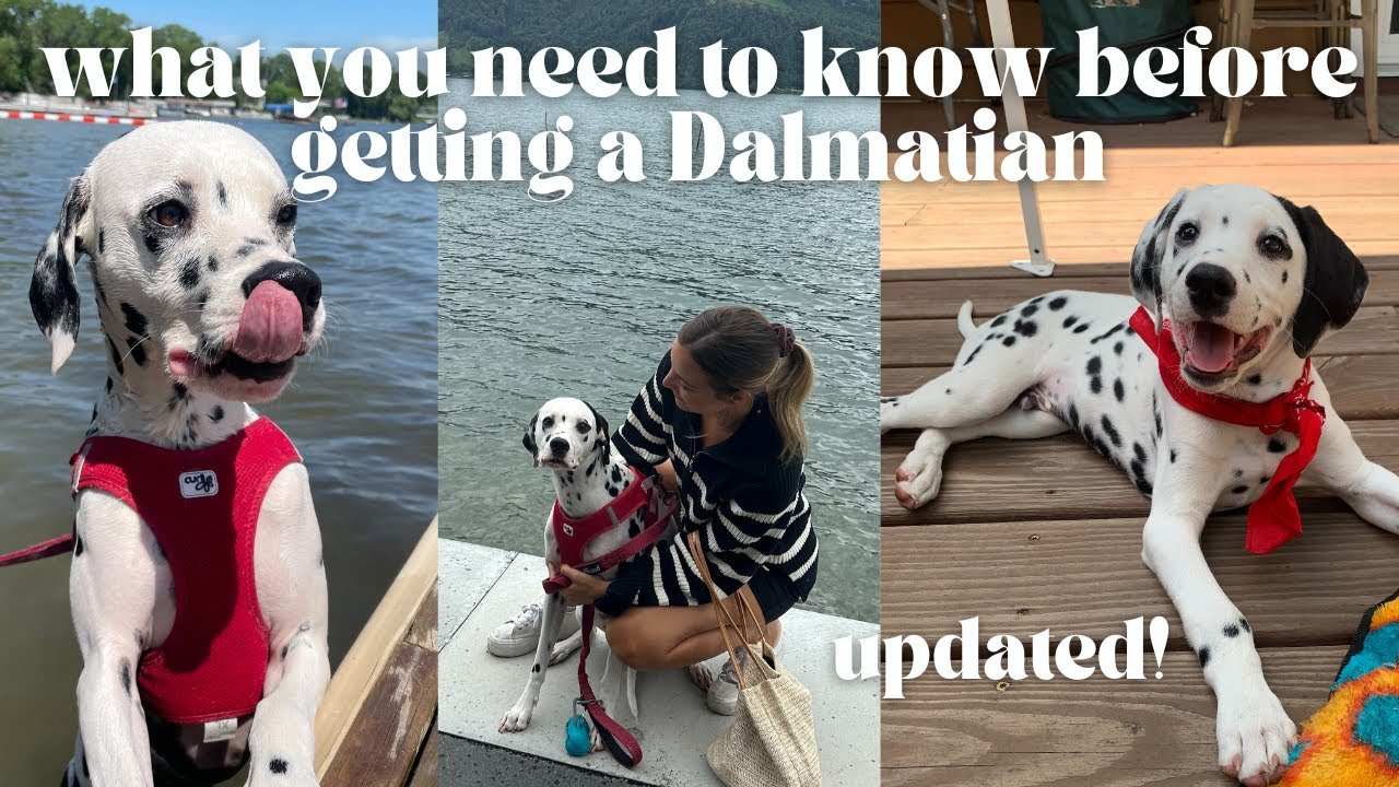 🐶WHAT NO ONE TELLS YOU ABOUT GETTING A DALMATIAN - Watch This Before You Get a Dalmatian - UPDATED!