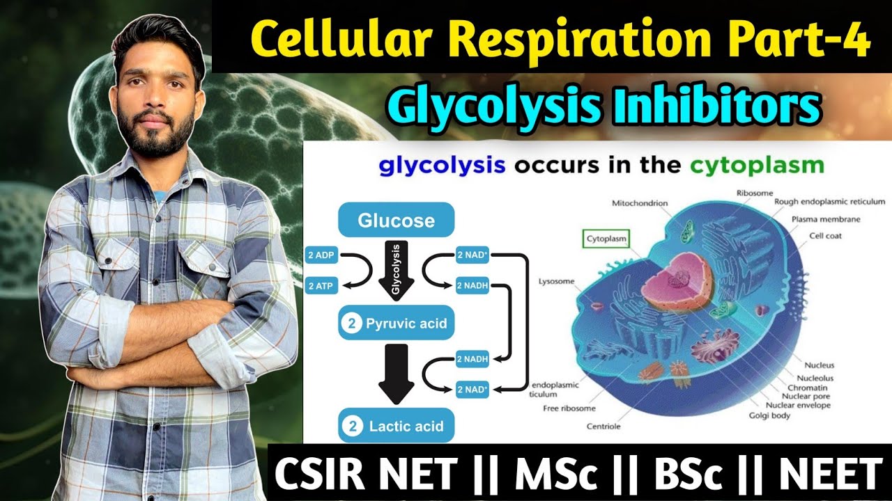 Cellular Respiration Part-4 || Inhibitors of Glycolysis || MSc || BSc || CSIR NET Life Sciences