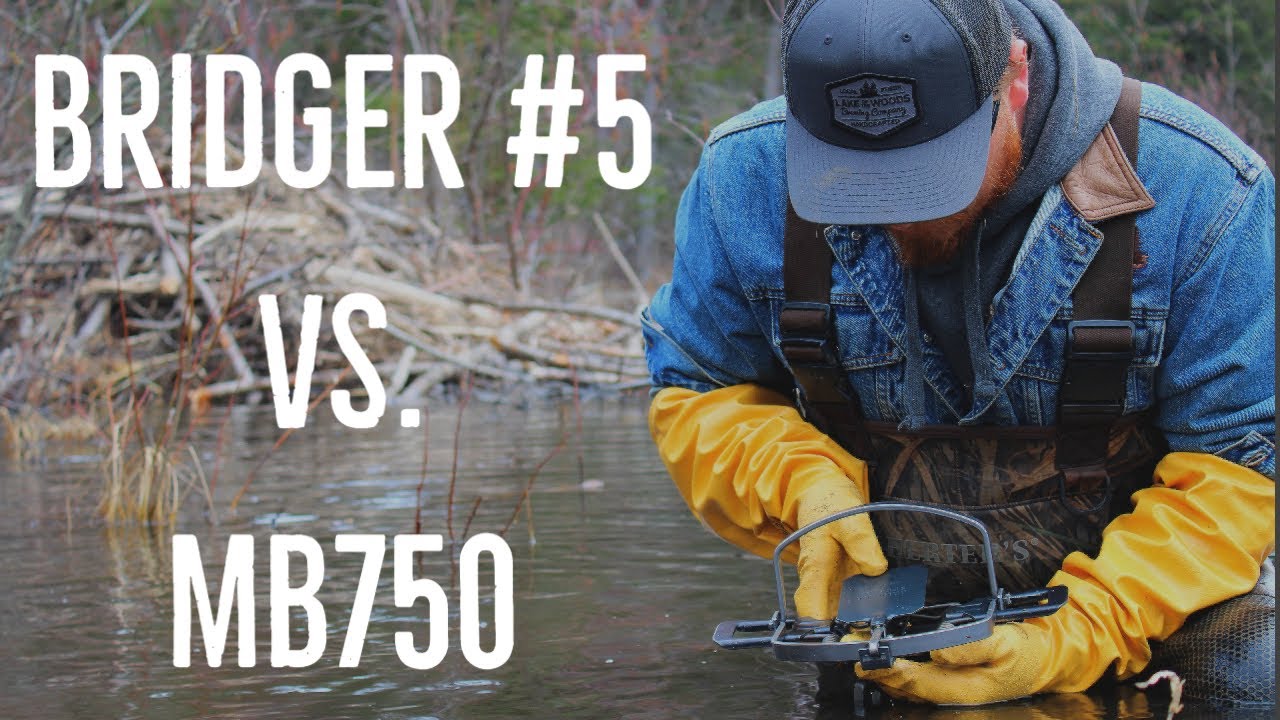 Bridger #5 VS. MB750 Beaver Trap