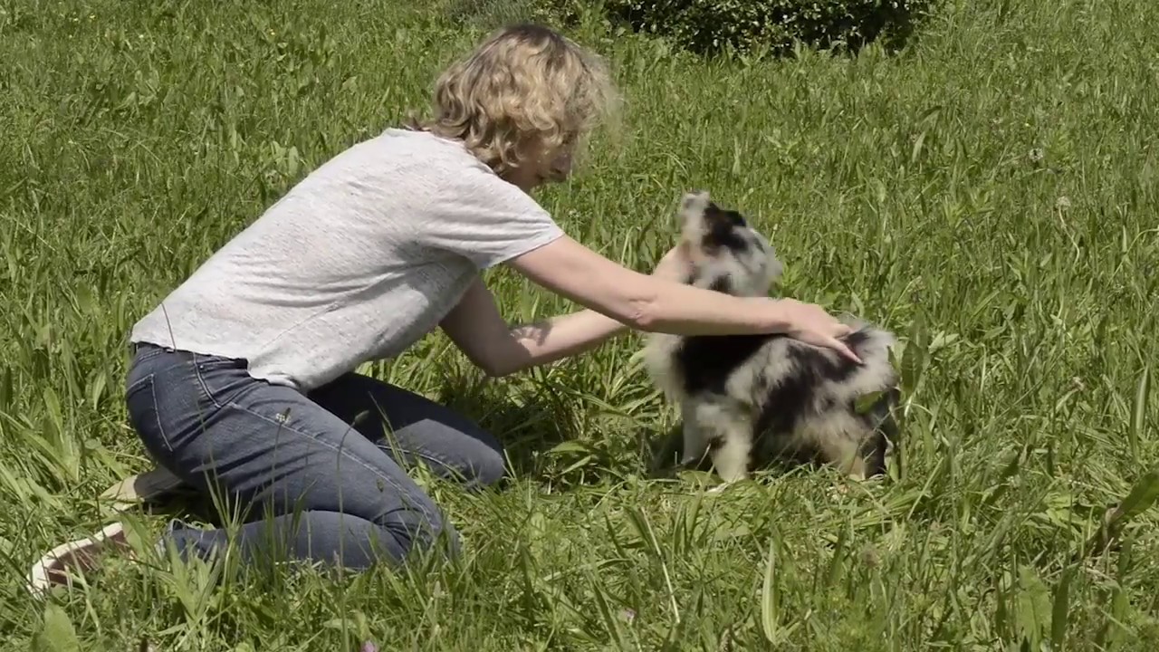 Choisir son chiot selon les tests de Campbell - le berger australien