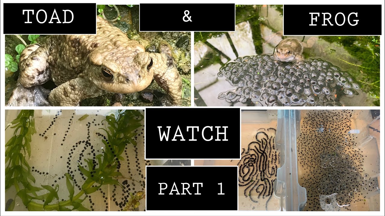 🐸(part 1) Raising Bufo bufo toad spawn & Frog spawn from eggs 🐸💚🐸