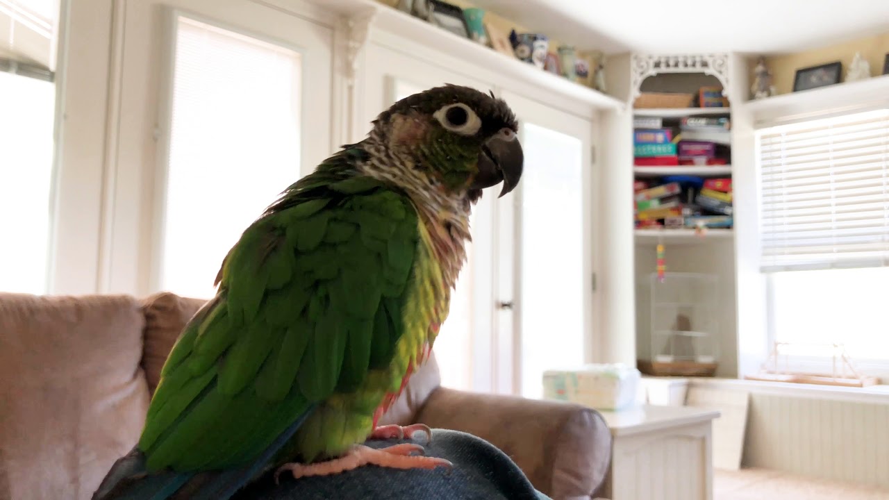 Trello the Green Cheek Conure Talking