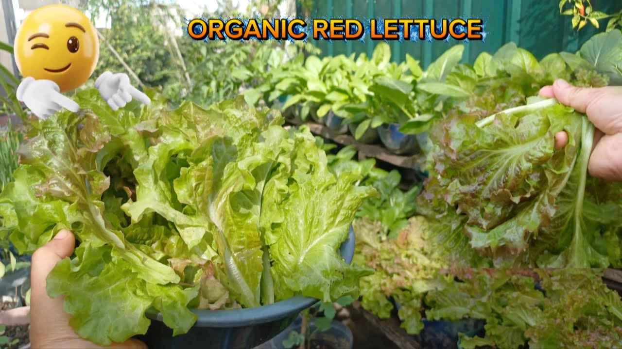 PICKING ORGANIC RED LETTUCE IN A POT. WOW FRESH HARVEST! 👏😮