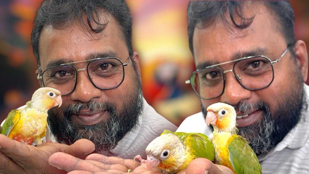 చిలుకలు కొనే ముందు ఒక్క సారి ఈ వీడియో చూడండి!😱DONT BUY❌PINEAPPLE CONURE 🦜WITHOUT WATCHING THIS😭#pets