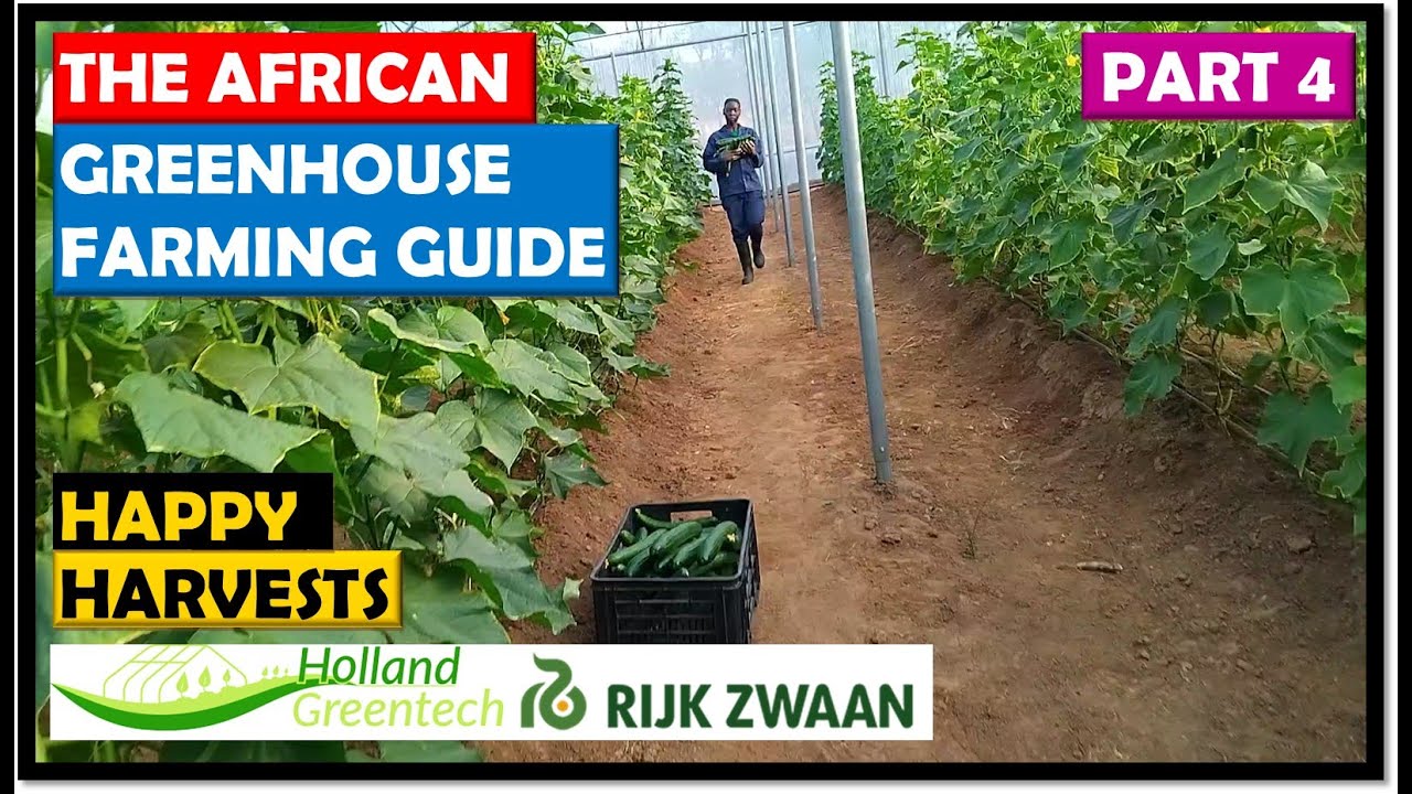 African Greenhouse Farming Guide Part 4: Crop Harvesting
