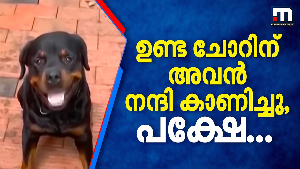 ഉണ്ട ചോറിന് നന്ദി കാണിച്ചു; പക്ഷേ, അതിന് 'ജാക്കി'യുടെ ജീവന്റെ വിലയുണ്ടായിരുന്നു..! | Dog | Pet