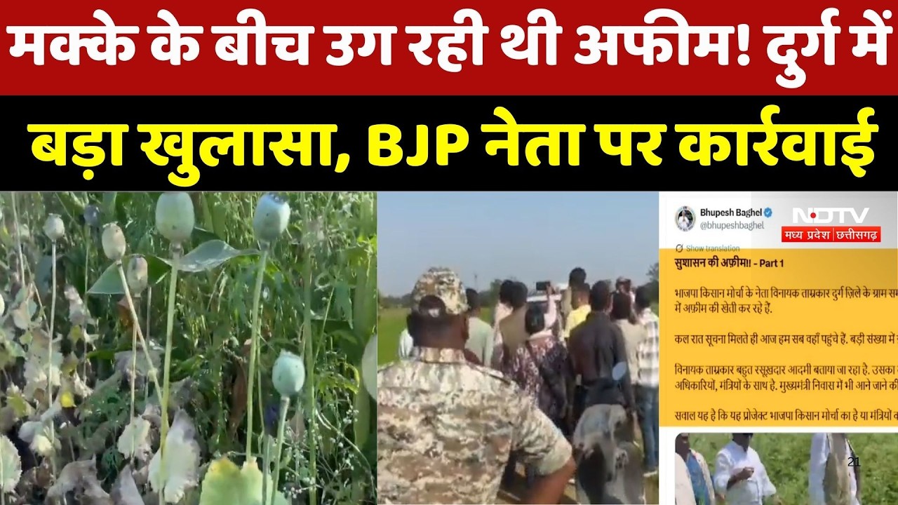 Durg News : दुर्ग में 11 एकड़ में अफीम की खेती का खुलासा, BJP Leader Vinayak Tamrakar Suspended