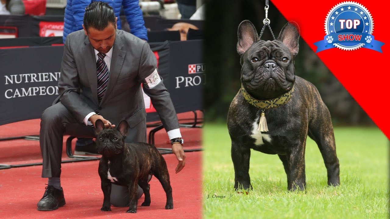 BULLDOG FRANCÉS  "A sí se gana en pistas.!!!"