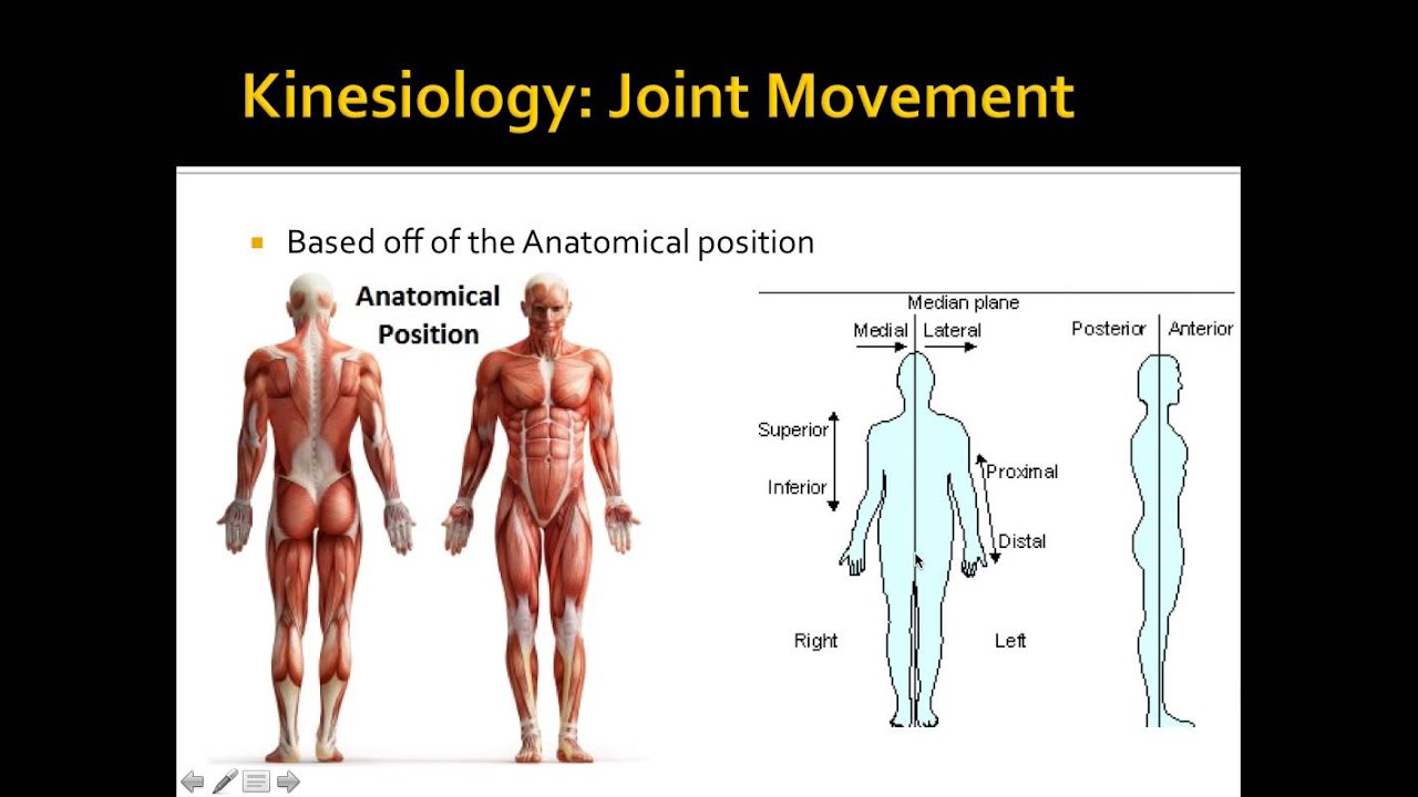 Lecture 3  Biomechanics of Resistance Exercise