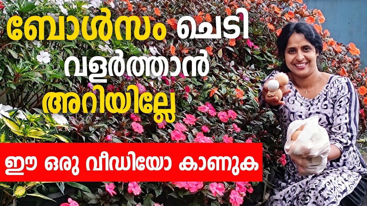 ബാൽസും ചെടിയെ കുറിച്ച് അറിയേണ്ടതെല്ലാം ഈ ഒരൊറ്റ വീഡിയോയിൽ ഉണ്ട് /how to care bolsam plnats 