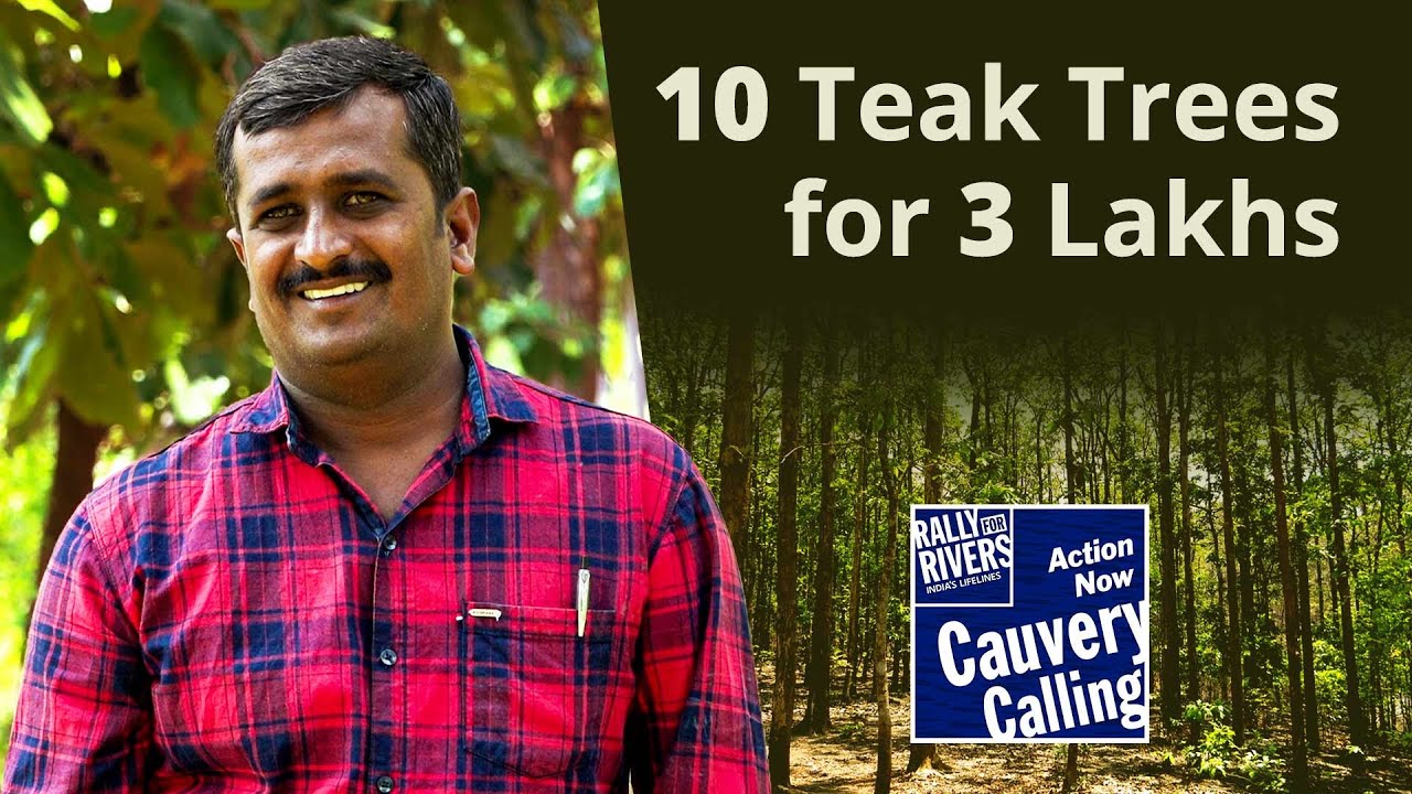 Why a Businessman Shifted to Tree-based Farming? | Cauvery Calling