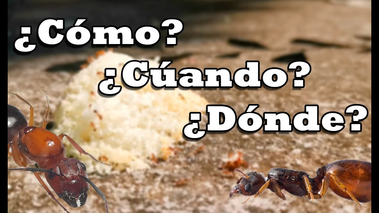 ¡Cómo capturar HORMIGAS REINAS! Jon-Ant