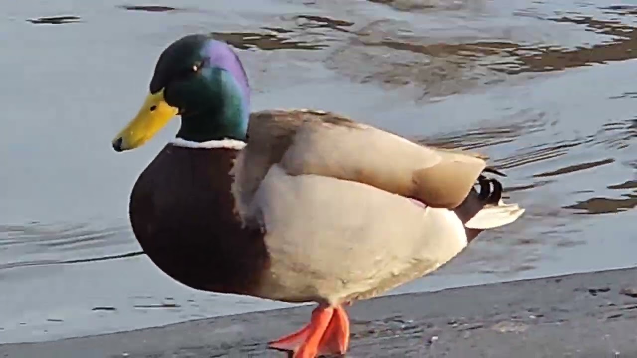 Happy Ducks Preening Feathers And Chatting. #nature #wildlife #ducks