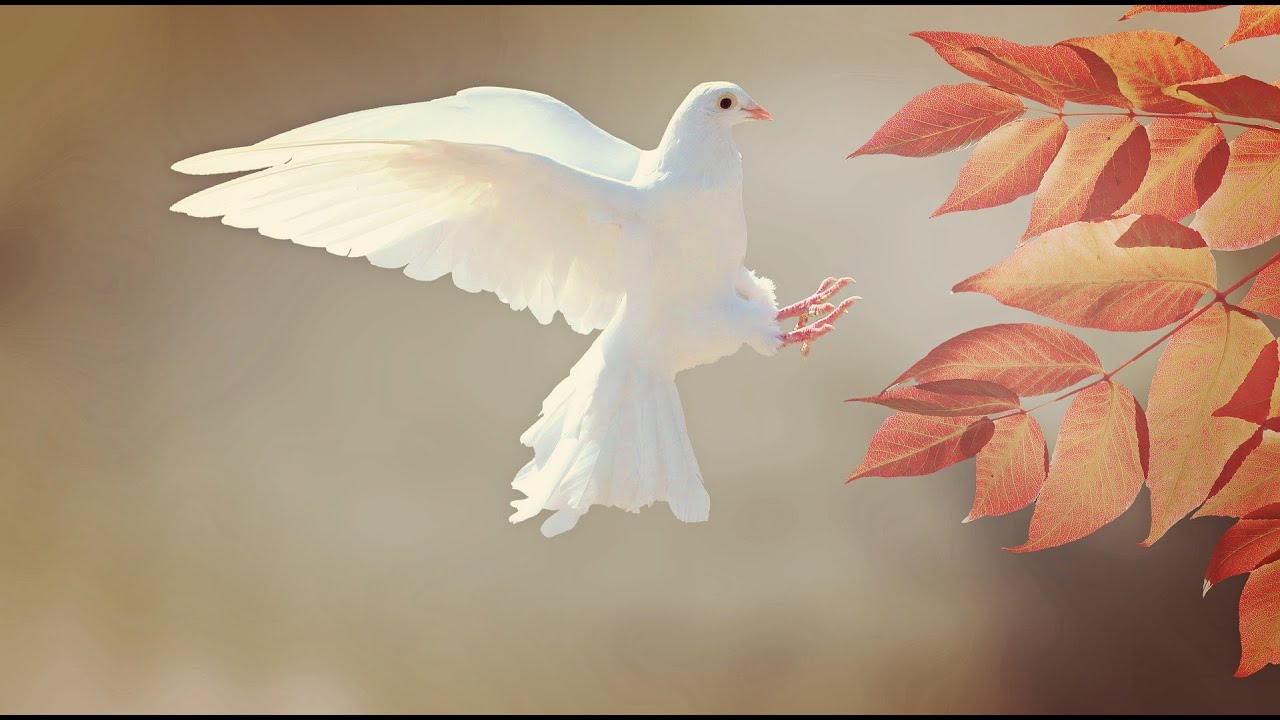 THE SPIRITUAL SIGNIFICANCE OF A BIRD KNOCKING AT MY WINDOW