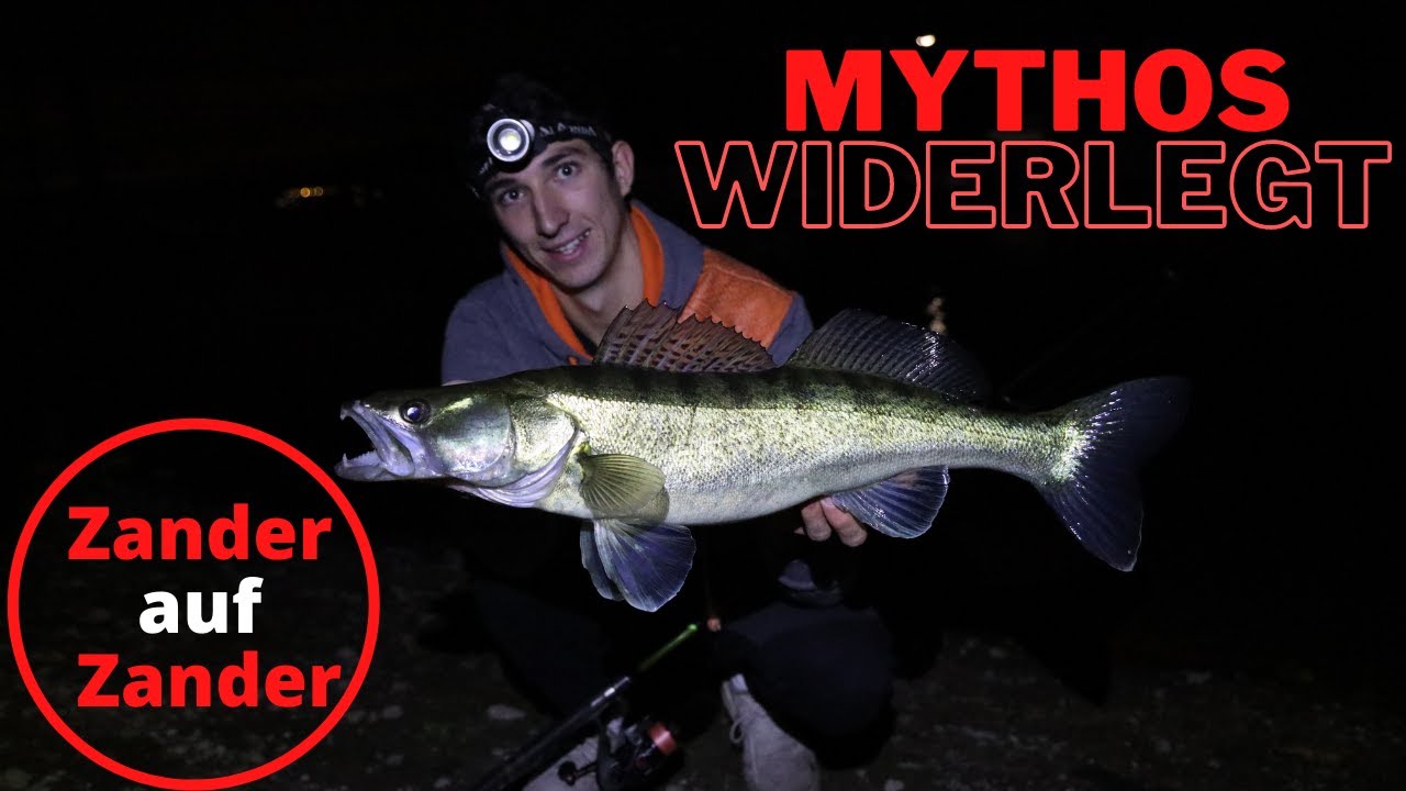 Zander auf Zander mit Licht| Mythos widerlegt | Livebisse