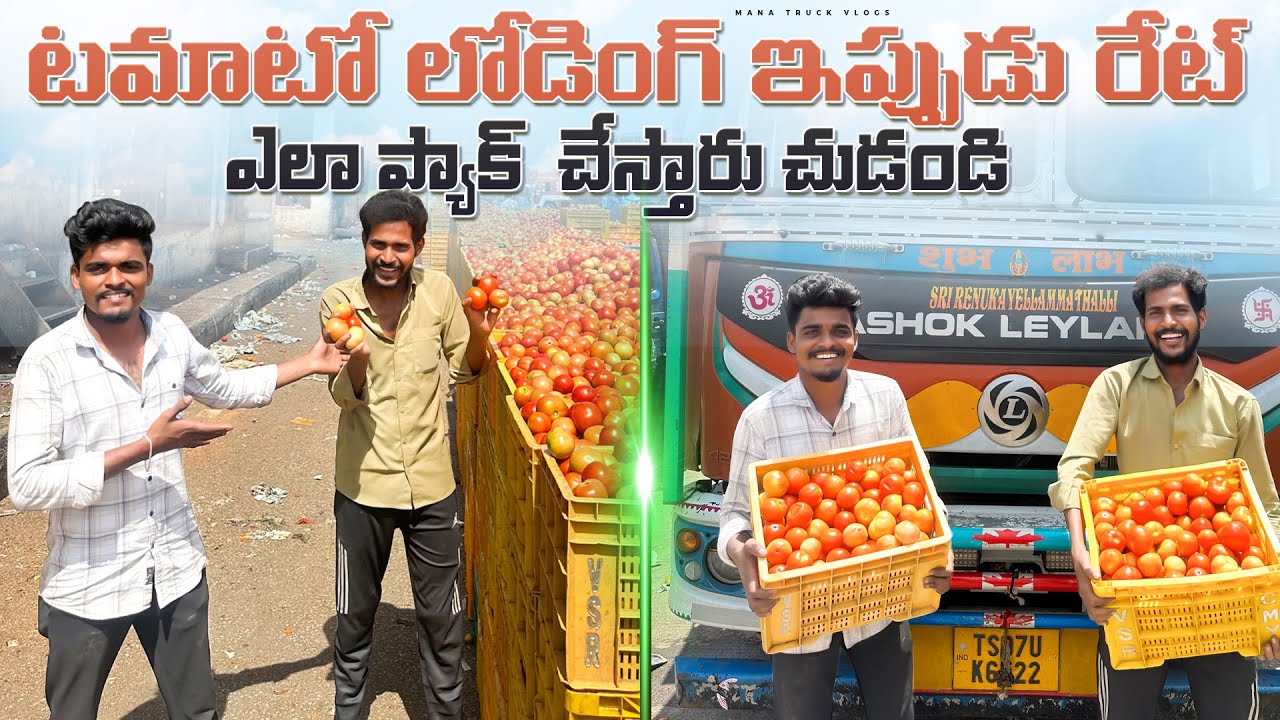 Mana truck lo Tamato 🍅loading Ela pack chestaru chudandi🚛 ipudu rate entha?