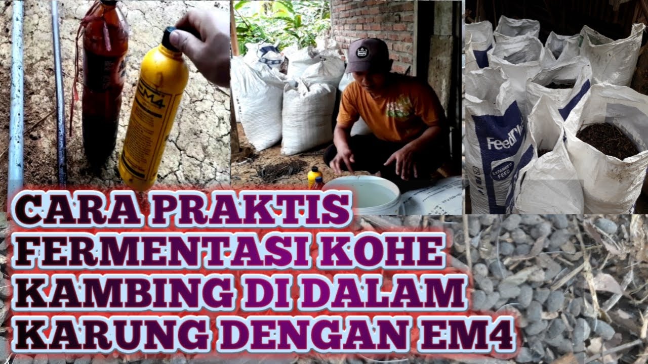 # CARA PRAKTIS FERMENTASI KOHE KAMBING DI DALAM KARUNG DENGAN EM4 part 1
