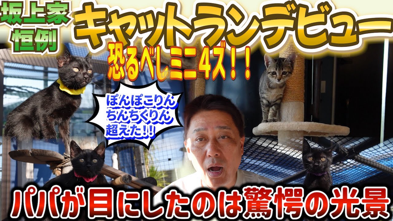 ミニ４ズ！ついに圧巻のキャットランデビュー！