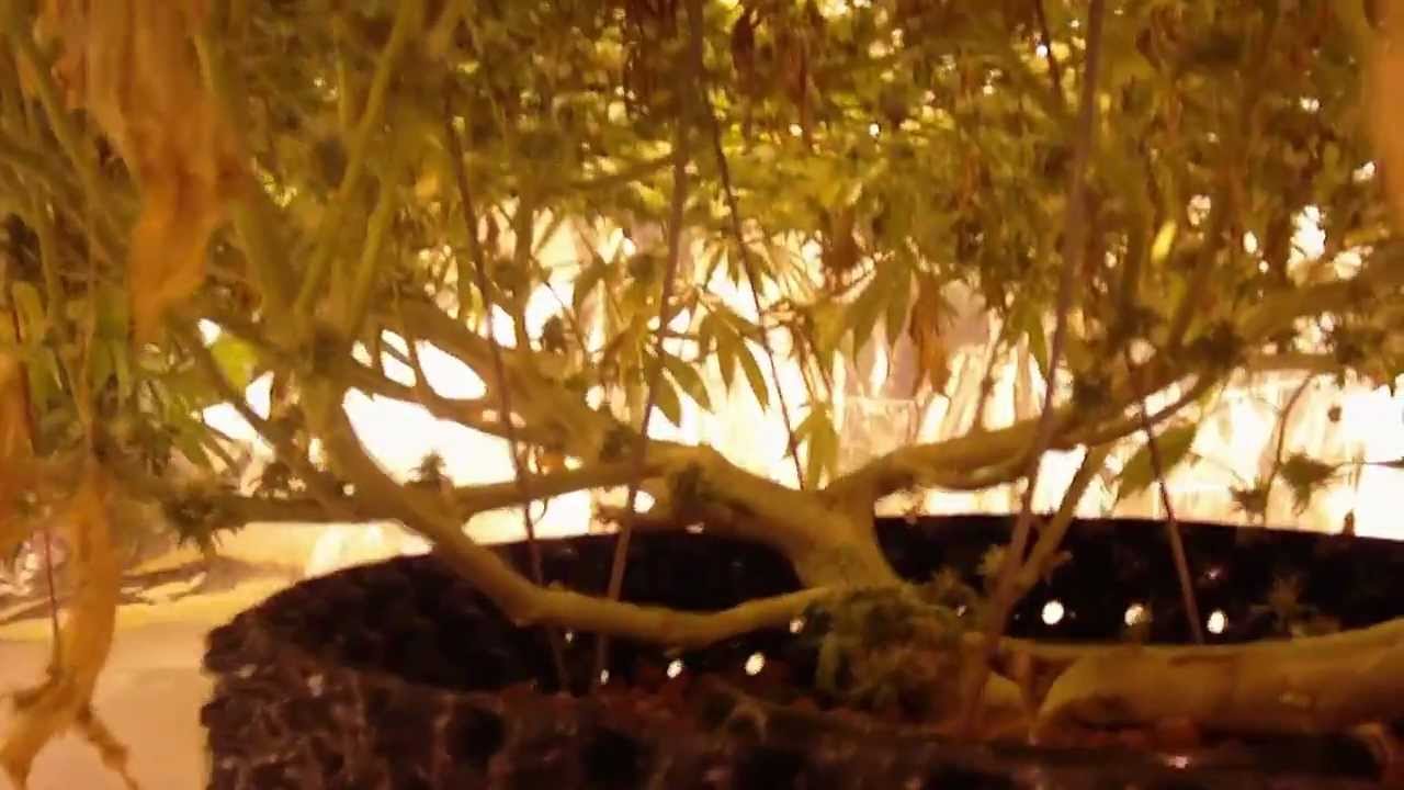 Biggest 3 pound prop 215 indoor hydroponics marijuana plant in air pot