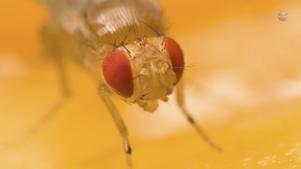 ScienceCasts: Fruit Flies on the International Space Station