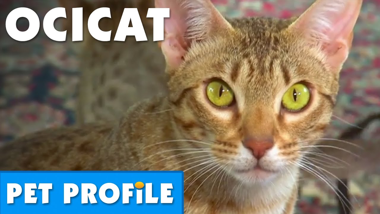 Ocicat Pet Profile | Bondi Vet