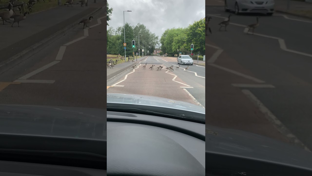 Ducks crossing  the road #england