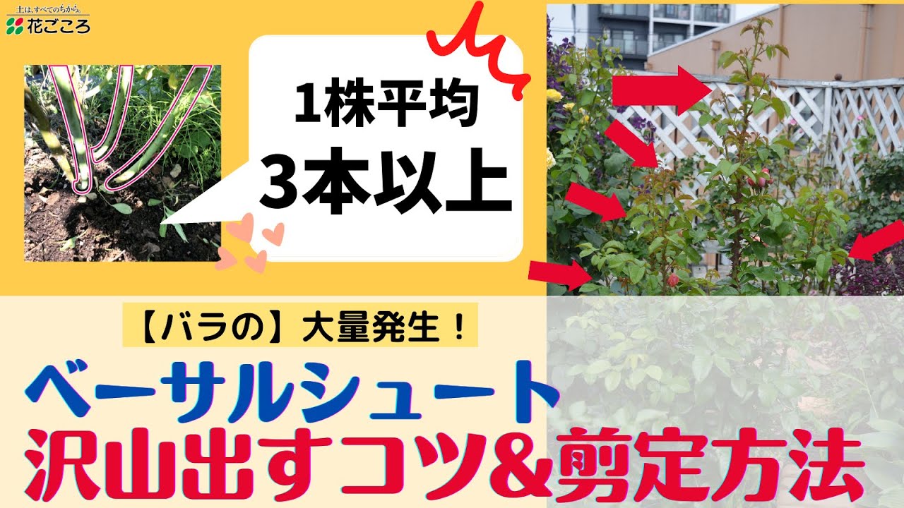 【バラ】シュートを沢山出すコツ&シュートの剪定方法【1番花後】
