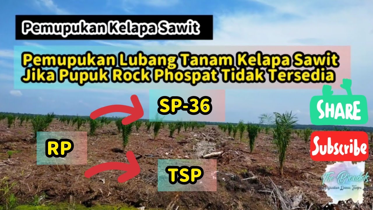 Pemupukan Lubang Tanam Kelapa Sawit Jika Rock Phospat Tidak Tersedia