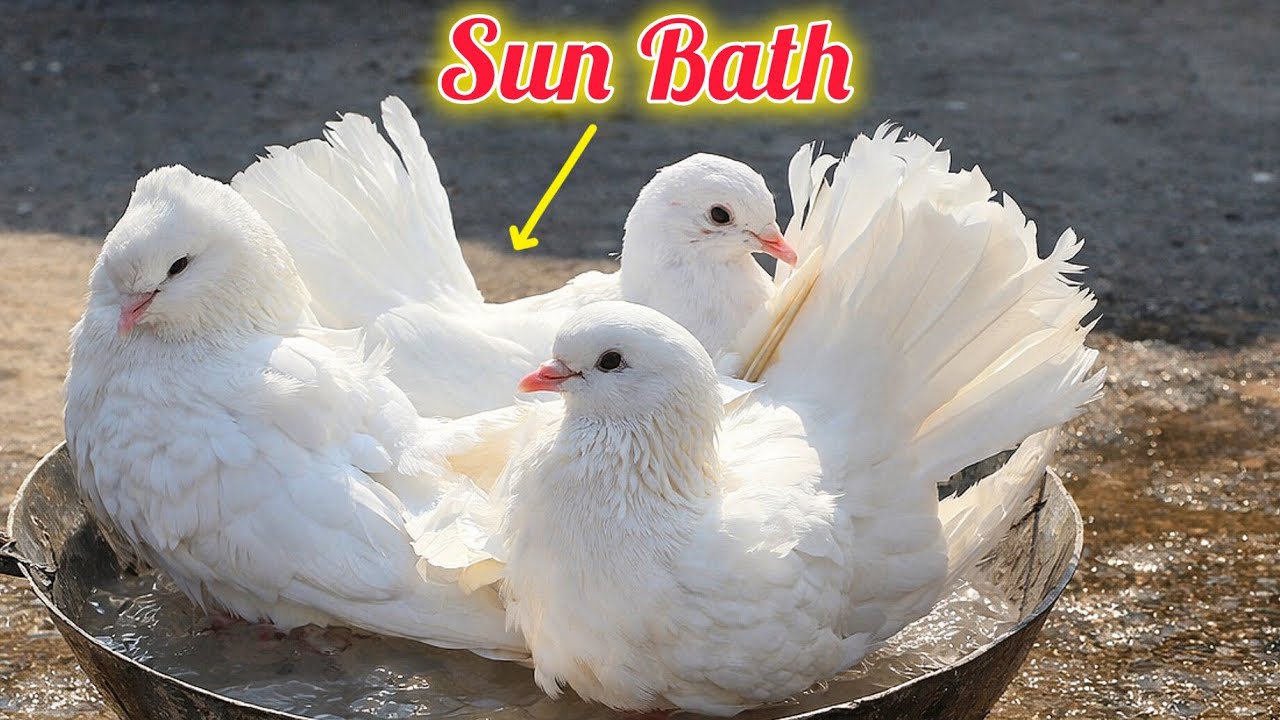 | How pigeons take bath? | I gave water bath to my pigeons | Do pigeons enjoy sun bath? 