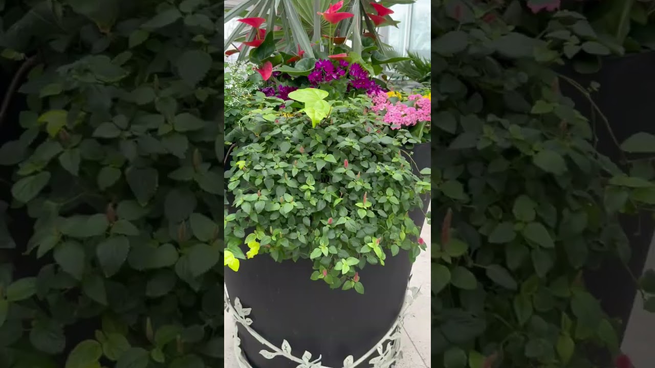 🌺🌸🌹🌼