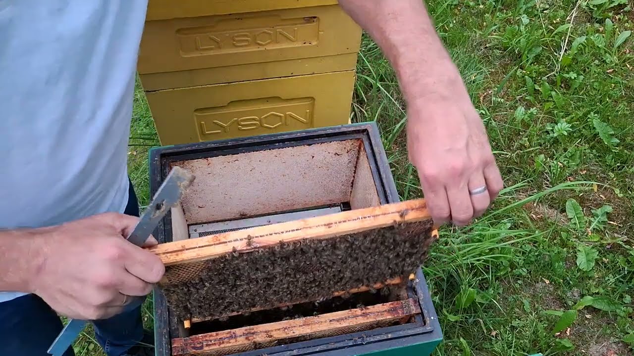 20.07.2025 Świeży materiał na pasiece - matki reprodukcyjne.