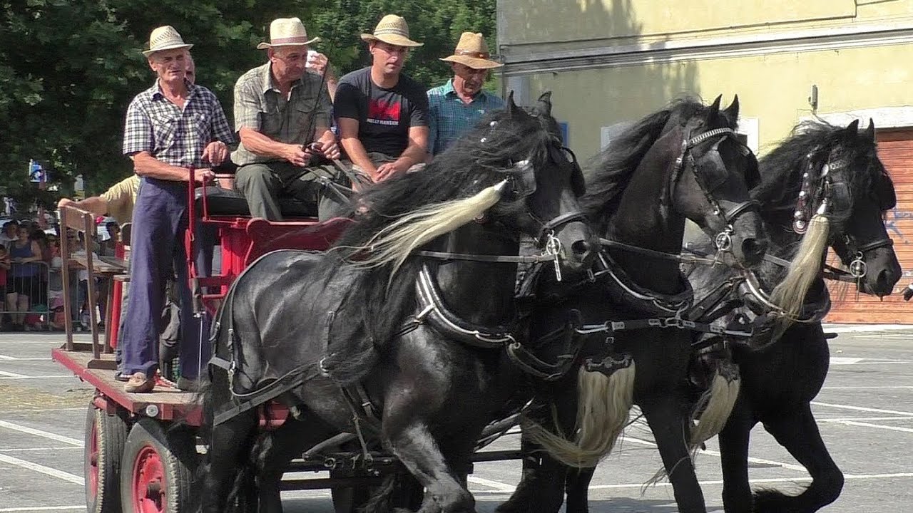 Fiera equina Ivrea San Savino 2015 - Attacco a 3 cavalli frisoni