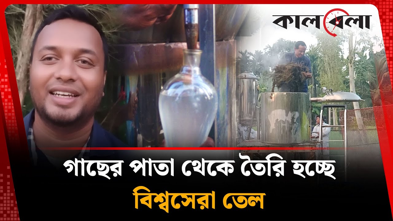 গাছের পাতা থেকে তৈরি হচ্ছে অমূল্য তেল | Tea tree oil | Rangpur | Kalbela
