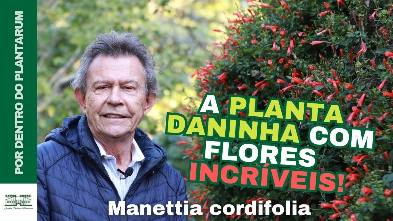 Uma Planta Daninha que Explode em Flores! Conhe&ccedil;a a Manettia cordifolia | Com Harri Lorenzi