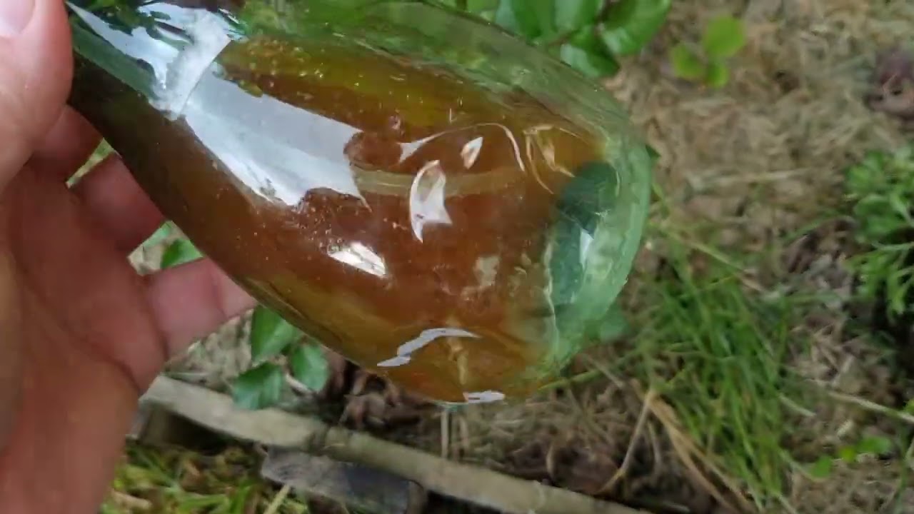 Biológiai permetszerek levéltetű ellen - kipróbáltam!