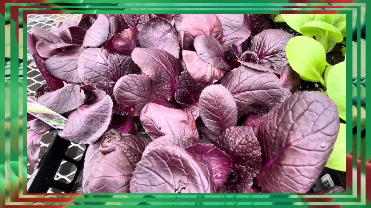 Springtime in the Vegetable Garden