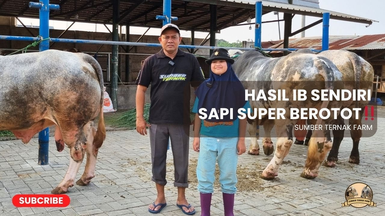 SAPI SUPER BELGIAN BLUE HASIL BREEDING ‼️| SUMBER TERNAK FARM