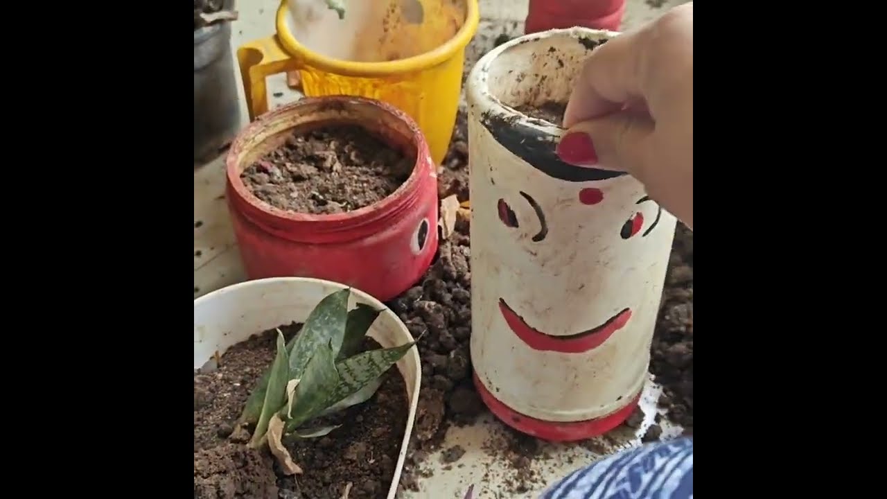 कुछ खाली डिब्बे में लगाई फरवरी में चलने वाली कटिंग