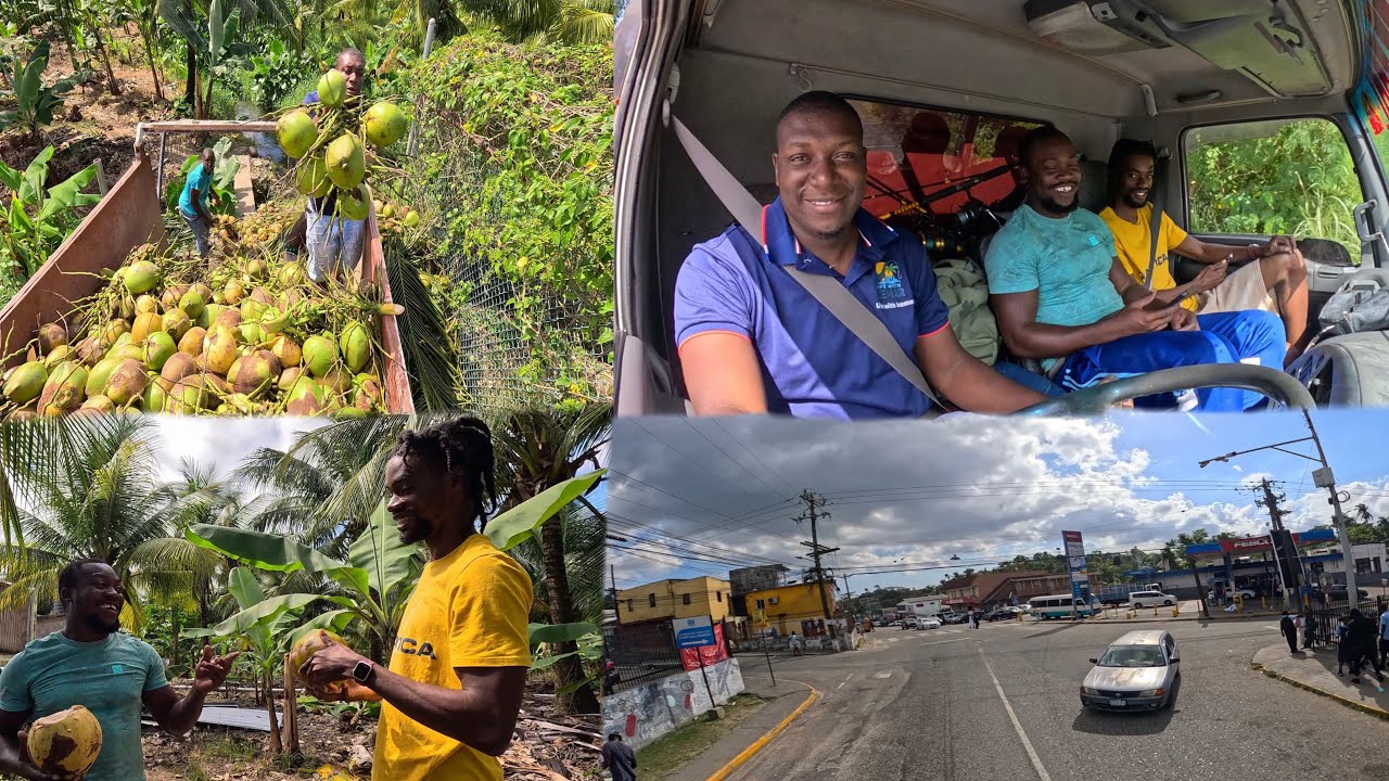 Fresh Coconut Delivery From Farm to Jelly Factory 🥥🚛 | Real Jamaica Work