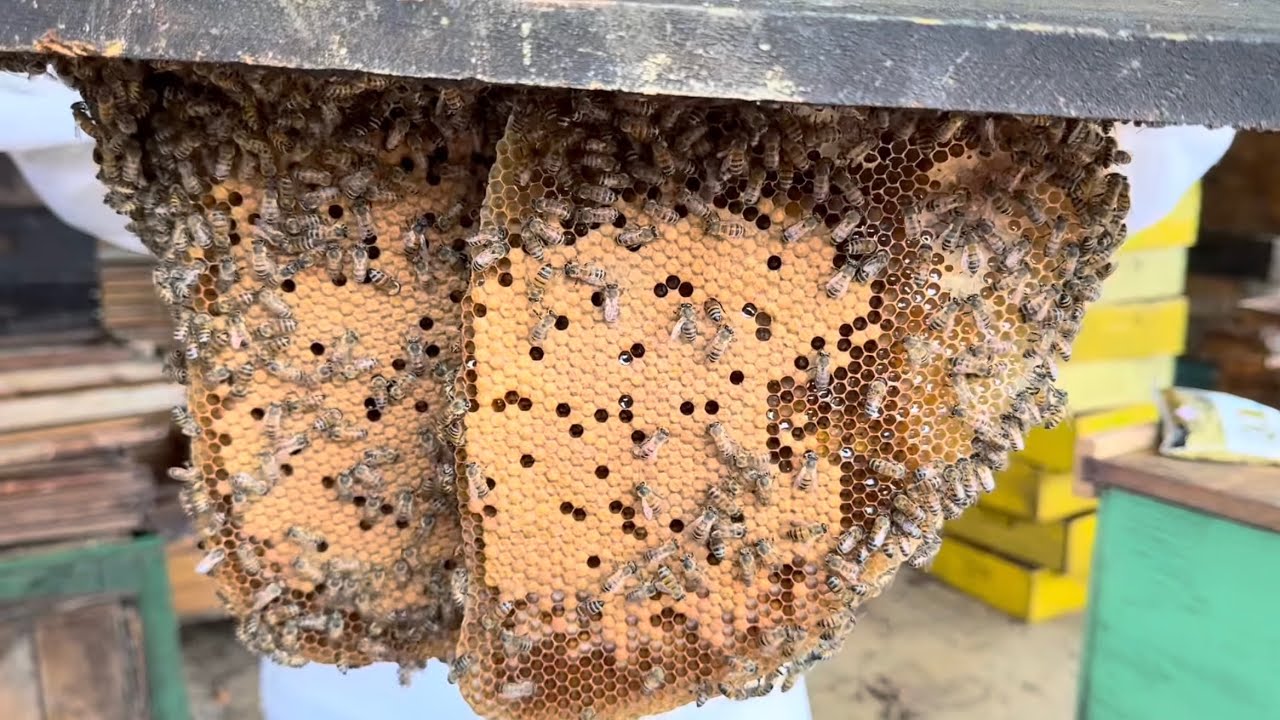 Captura na barraca / Abelhas Apis