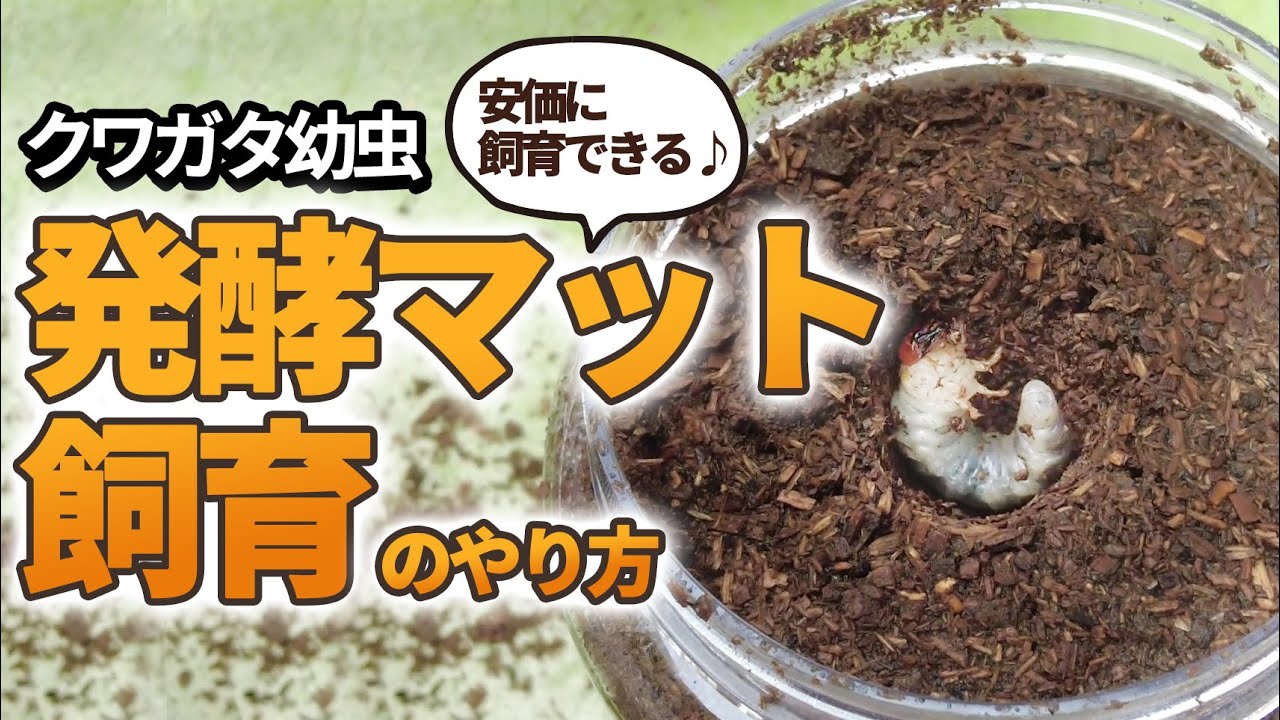 【クワガタ幼虫の発酵マット飼育方法！】やり方や注意点、メリット・デメリットなど初心者の方向けに分かりやすくご紹介します♪