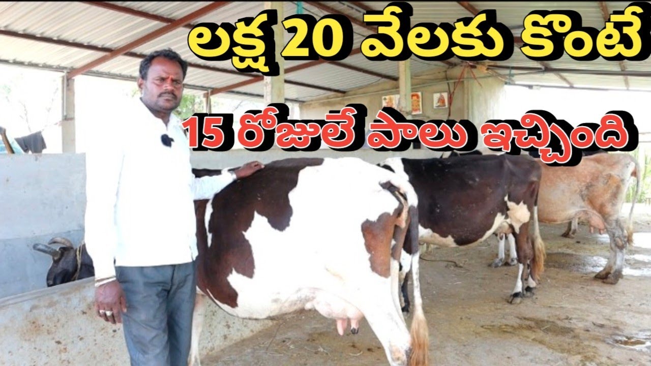 cross jersey & hf cows dairy farm in telugu/ లక్ష 20 వేలకు కంటే 15 రోజులు పాలు ఇచ్చింది