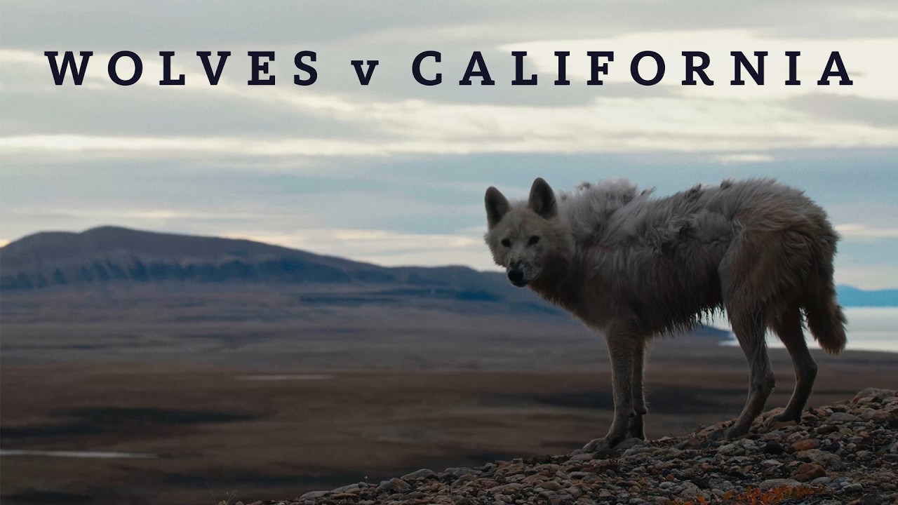 “Wolves v California” Documentary 2025 | NHM and National Geographic