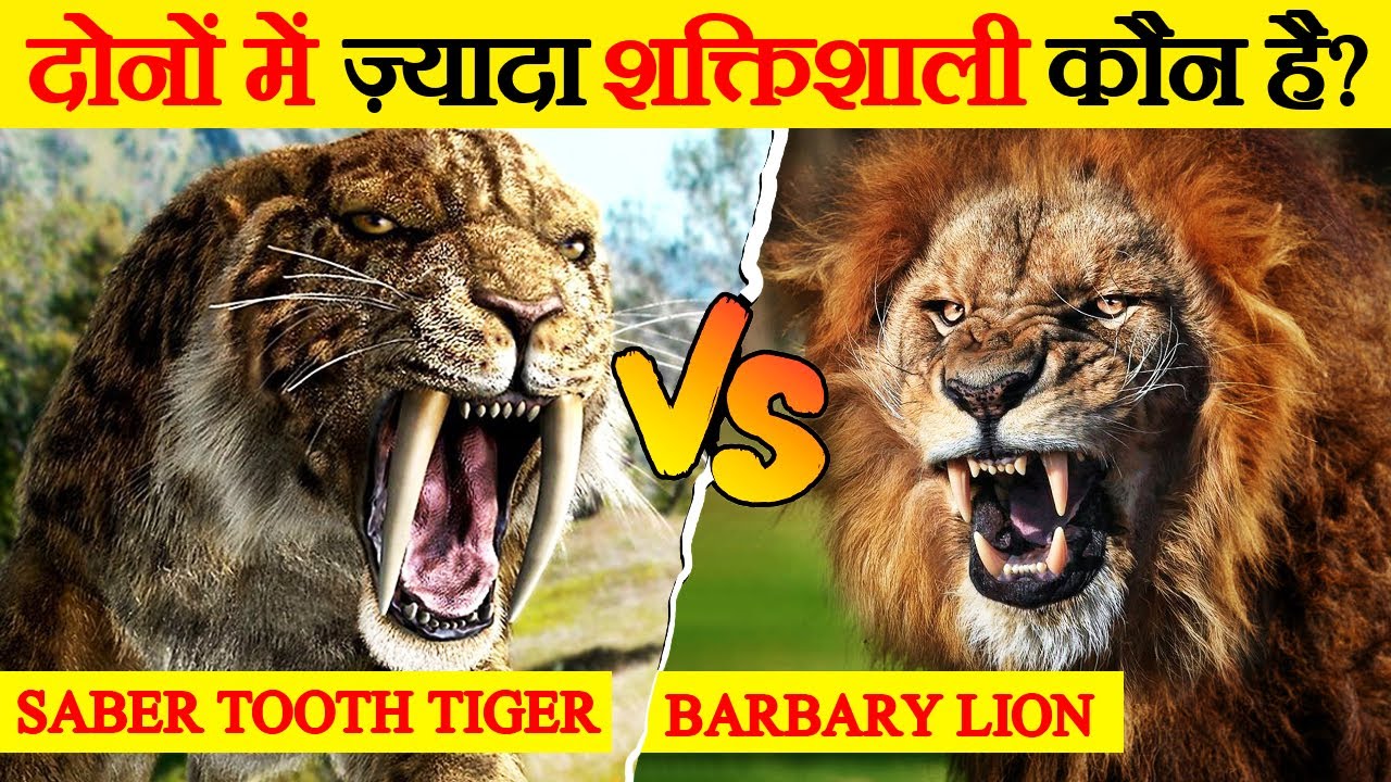 Saber Toothed tiger और Barbary Lion में कौन है ज़्यादा शक्तिशाली | Saber Tooth Tiger vs Barbary Lion