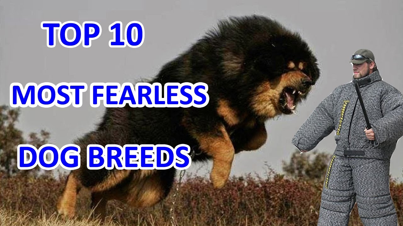 Top 10 Most Fearless Dog Breeds