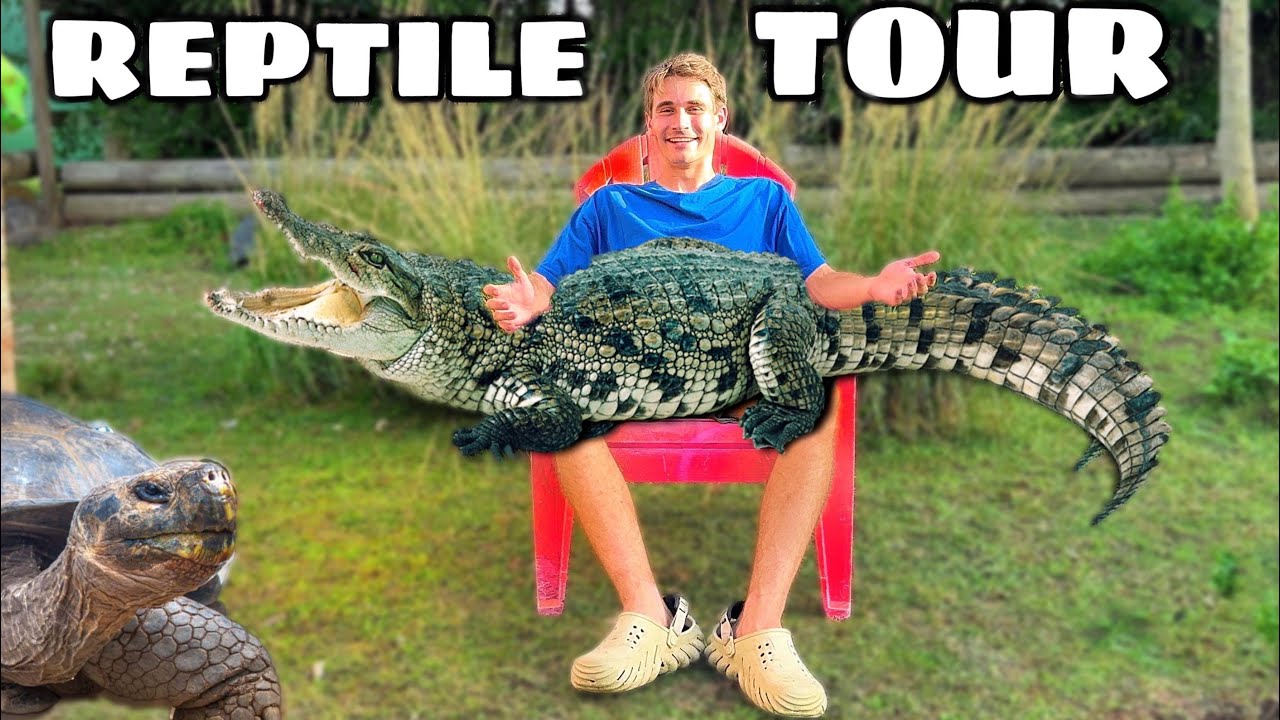 FEEDING ALL the REPTILES At My ZOO !