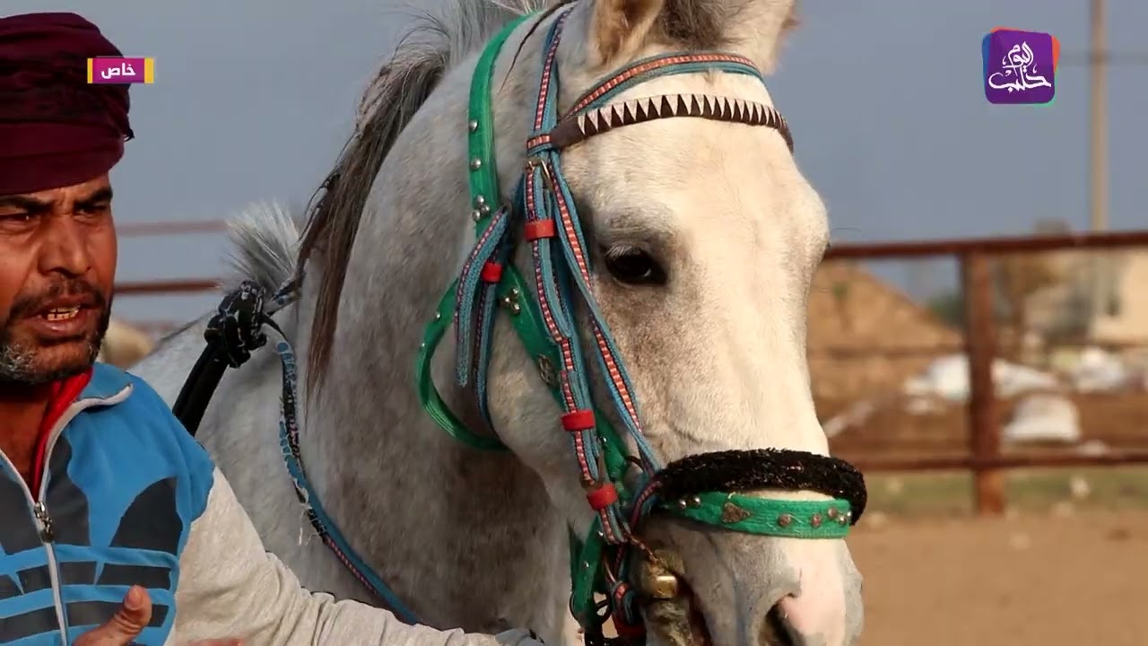 مربو الخيل في الجزيرة السورية.. بين الحفاظ على مهنة الأجداد وصعوبات تأمين المستلزمات الأساسية لت...