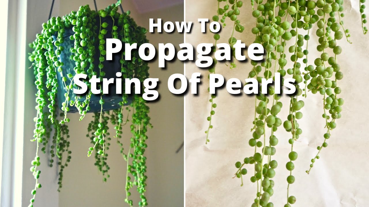 The Simple Way To Propagate A String Of Pearls Plant / Joy Us Garden